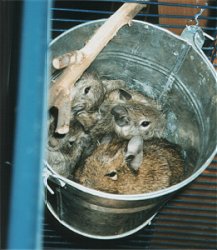 Degus are fun to look at. Here my degus all went into this little bucket