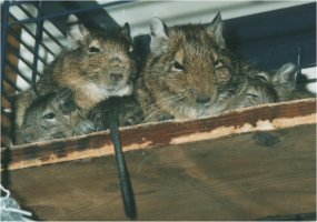 Degus form a pile while sleeping. Here you see father and mother degu with their kids. 