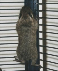 A baby degu is climbing in the bars of it's cage.
