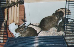 Father Henk carries a piece of toilet paper, and mother Isabel is trying to put her kids back in the nest.