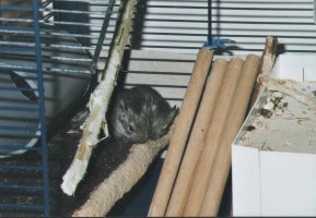 Degus gnaw at everything. Have a look at the shelf on which the baby degus sit ! 