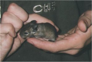 If you pick your degu up out of it's cage regularly it will soon get used to you.