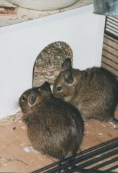 This kind of rodent's house is very suitable for degus. You can buy such a house in the pet store.