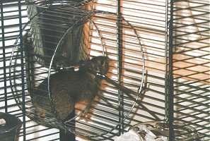 A mill-wheel , the degu's favorite toy !!