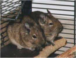 Degus Henk and Isabel