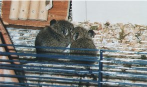 Baby degus. They can become five to eight years old.