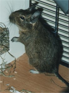 Degu Isabel