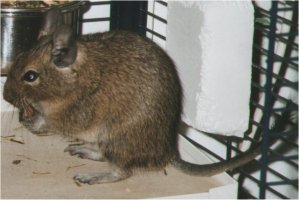 A degu holds food like a squirrel does, and it holds up it's tail.
