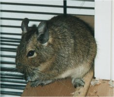 This degu is eating