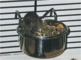 You can best choose to give your degus a mix of guinea pig- and chinchilla-food