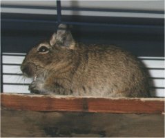 This degu is eating hay. Hay is full of fibres, which is very healthy