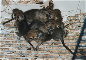 A nest with degu babies. They fell out of the nest when mother jumped out. They are only a few days old