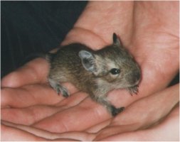 A degu baby of about two weeks old