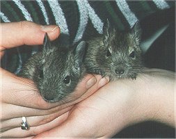 When you regularly take the degu babies in your hands they'll get used to you